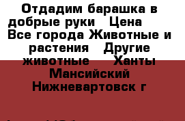 Отдадим барашка в добрые руки › Цена ­ 1 - Все города Животные и растения » Другие животные   . Ханты-Мансийский,Нижневартовск г.